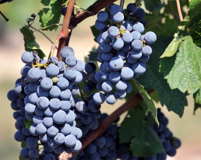 new jersey wine4951932.jpg