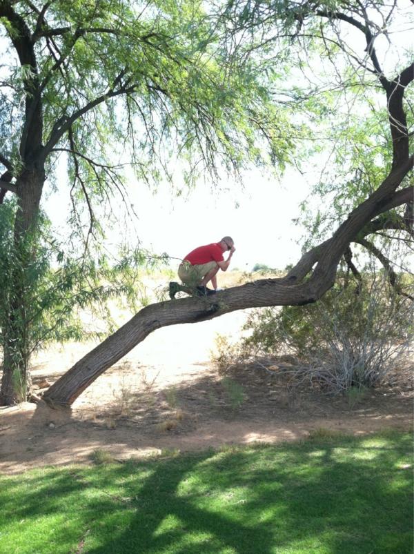 Trout Tebow Tree