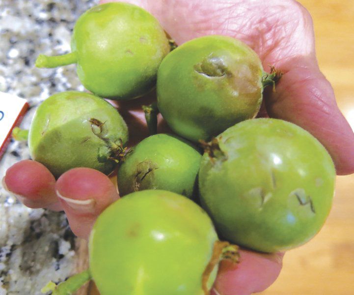 Hail pelts Peru apples; puts bite in crop quality