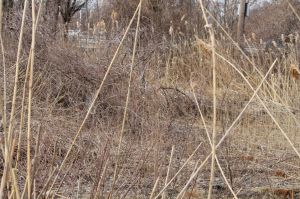 Howard Beach brush fire murder suspect arrested 2
