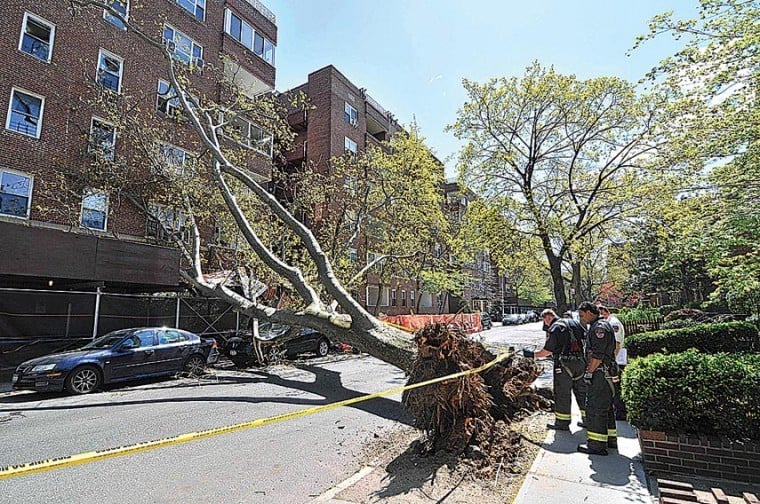 One less tree in Jackson Hts.1