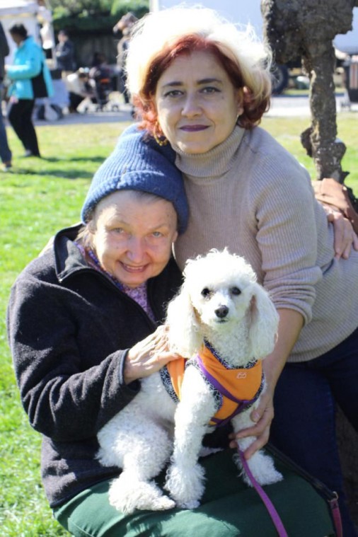 Socrates Dogs 52451