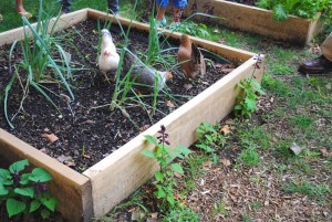 Duo raises chickens Queens style in apt. 2
