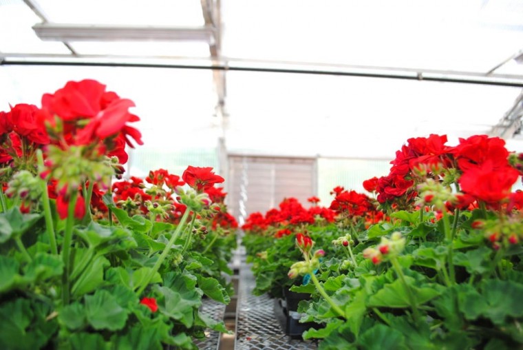 The city’s flowers, brought to you by Qns.