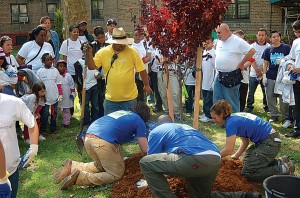 Volunteers plant 100 trees in LIC1