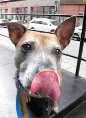 Helping more furry friends find a home 