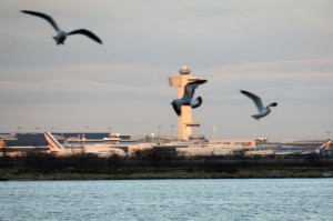 Feds remove geese from Jamaica Bay  2
