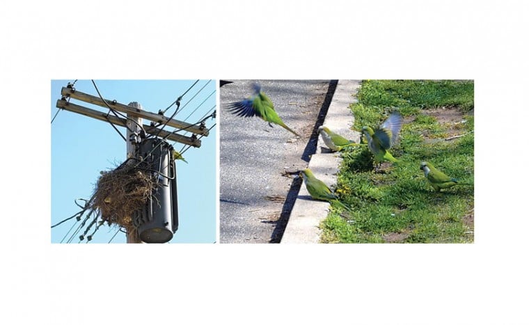 Monk parakeets make Howard Beach home 1