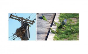 Monk parakeets make Howard Beach home 1