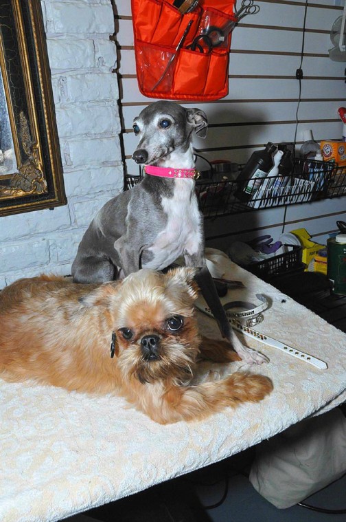 Pampered pooches 54003