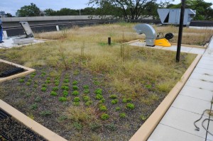Queens gets a bit cooler with another green roof 1