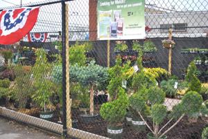 New nursery hopes to bloom in Broad Channel 1