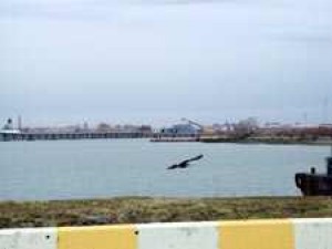 Oil Spill In East River Worries Biologists; Pols Not Notified 
