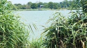 Flushing Meadows lakes need help 1