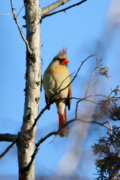 Birds in flight — avian delight