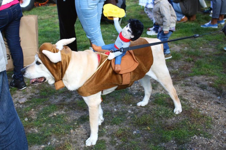 Socrates Dogs 52452