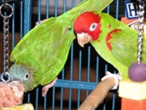Embattled Parrot Haven Finds New Maspeth Home 