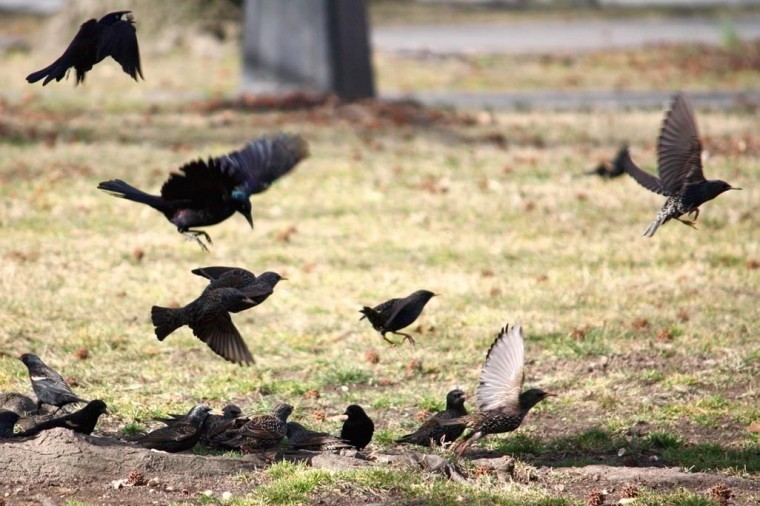 Birds in flight — avian delight