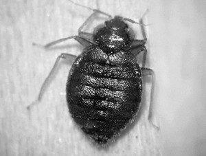Bedbugs found in Astoria school 1