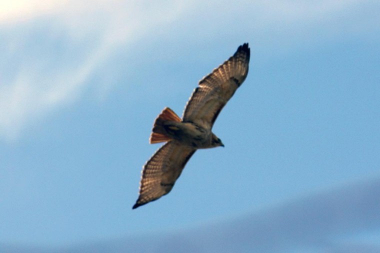 Birds in flight — avian delight 1