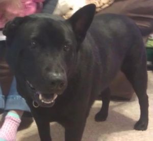 Hero dog honored at precinct meeting 1
