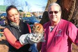 Wise young owl cleared for takeoff in Douglaston 