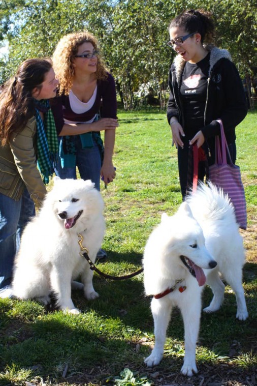 Socrates Dogs 52454