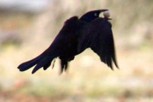 Birds in flight — avian delight