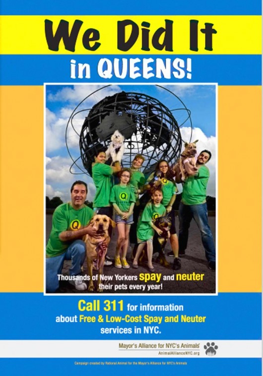 Queens campaign to  spay, neuter animals  1