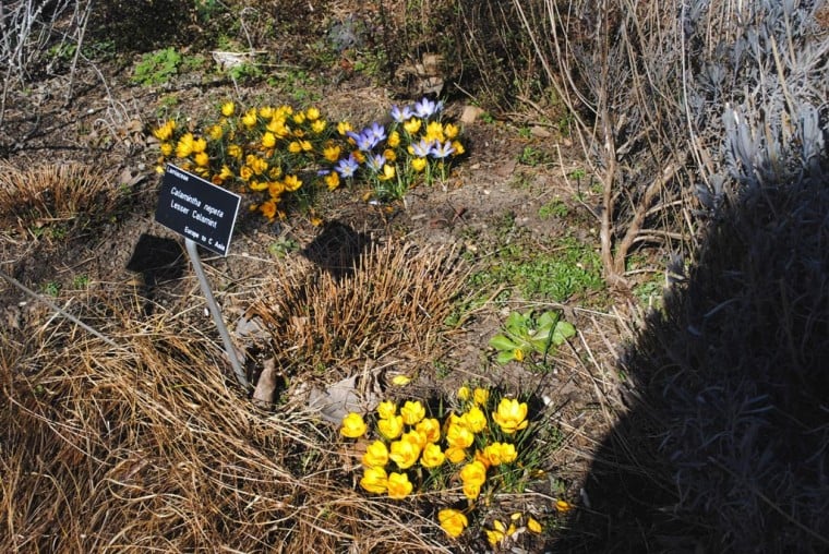 Spring has sprung, but plants may suffer 1