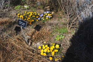 Spring has sprung, but plants may suffer 1