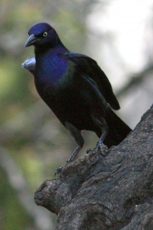 Birds in flight — avian delight