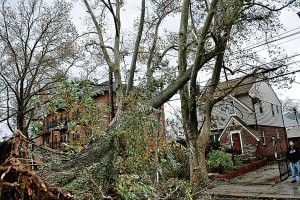 Sandy tree debris will be recycled 1