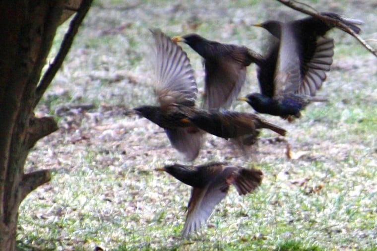 Birds in flight — avian delight