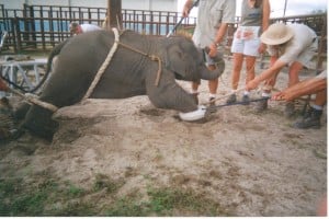 Should exotic animals be banned from the circus?