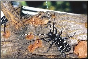 Asian longhorned beetle search leaves Woodhaven doorbells ringing 1