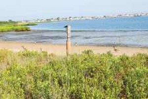 New hope for a restored Jamaica Bay 