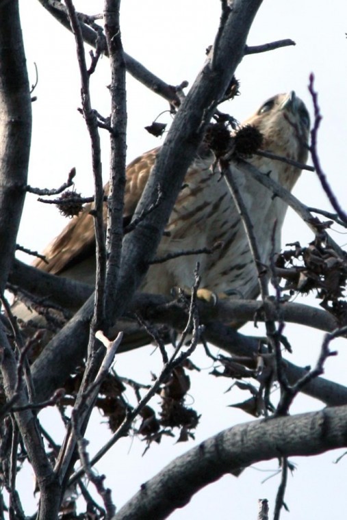 Birds in flight — avian delight