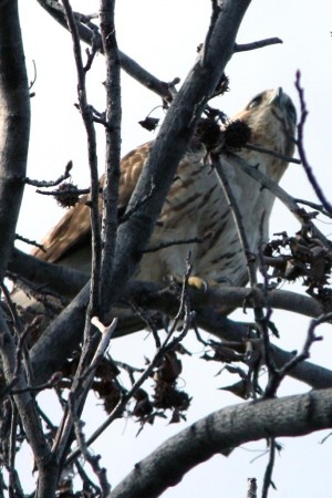 Birds in flight — avian delight