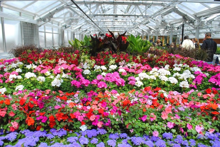 The city’s flowers, brought to you by Qns.