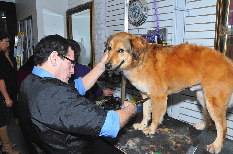 Pampered pooches 54002