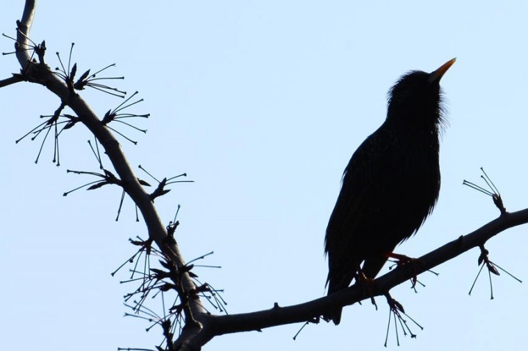 Birds in flight — avian delight