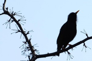 Birds in flight — avian delight