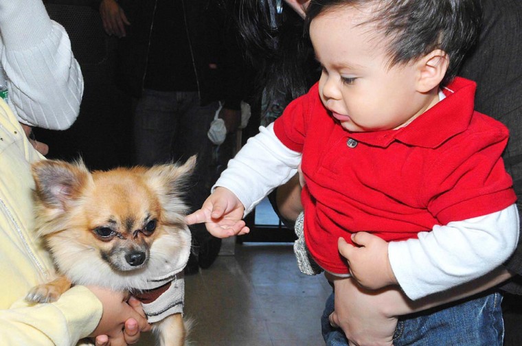 Pampered pooches 54005