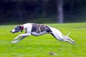 Vivi Volunteers Continue Search For Missing Dog 