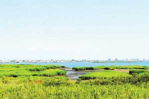 Restoring wetlands in Jamaica Bay 1