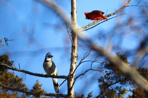 Birds in flight — avian delight 2