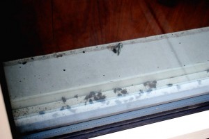Dead flies on windowsill of Jamaica supermarket 1