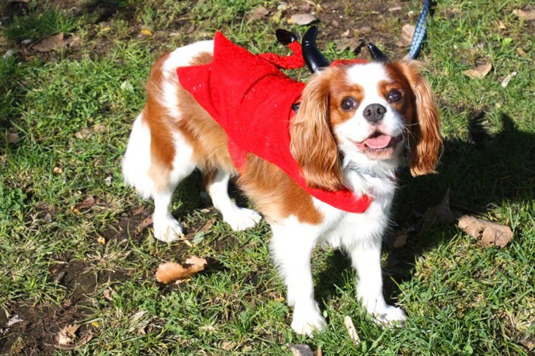 Socrates Dogs 52455