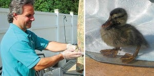 West Hamilton FD rescues baby duck 1